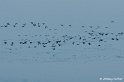 f10_Lac du Der-046_GF